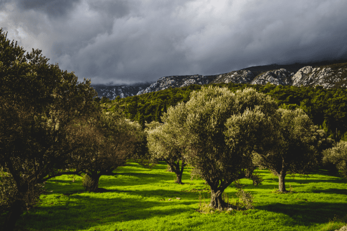 Acar Tarim – BIO-Olivenöl aus der Türkei