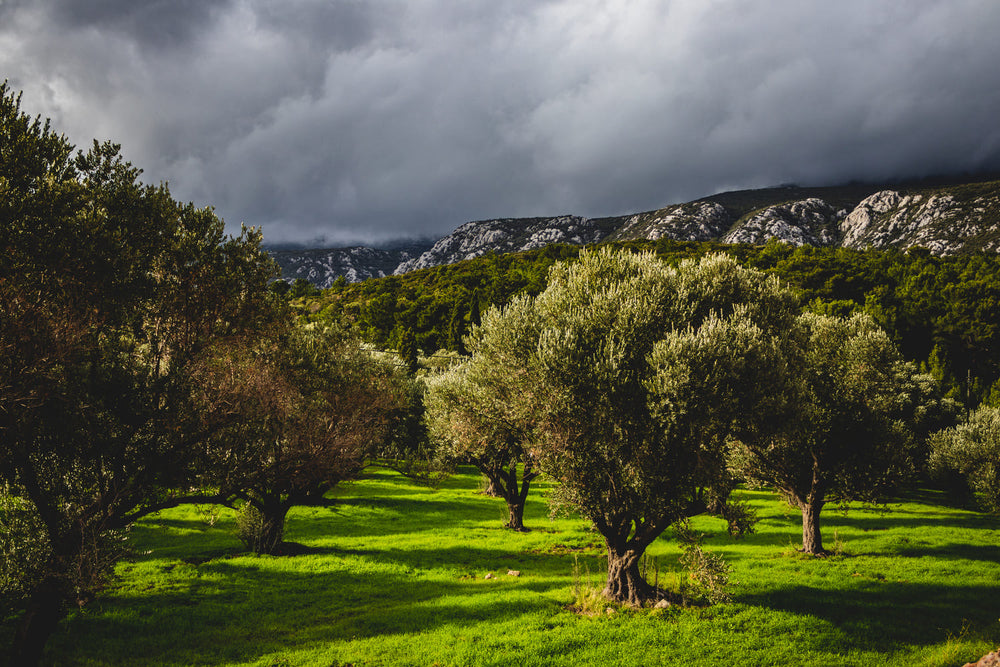 BIO-Olivenöl aus der Türkei – Alles was du wissen musst